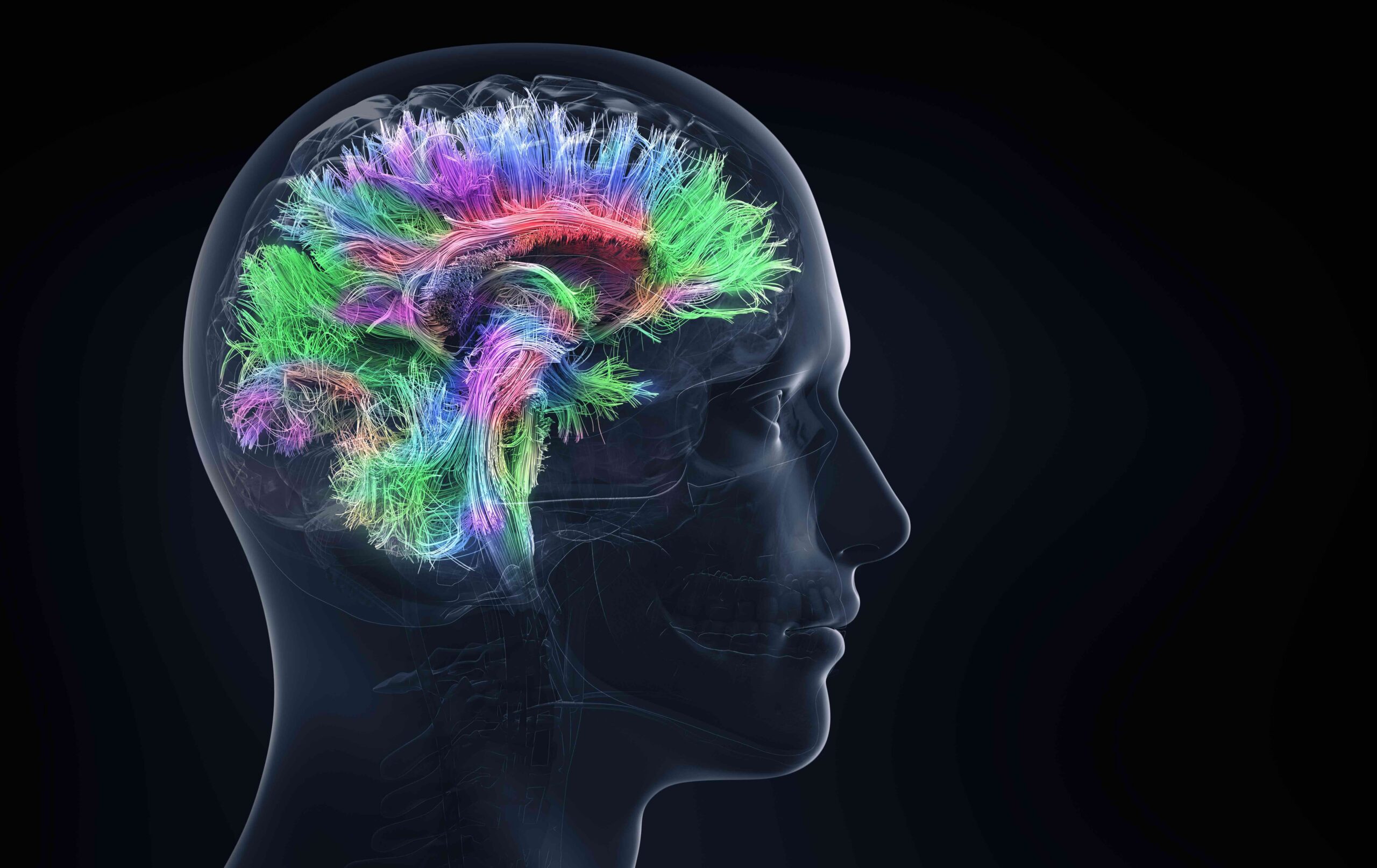 Illustration of the human brain representing testamentary capacity in a Texas will contest